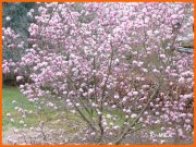 150314_MJL21.JPG