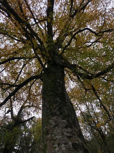 Cliquer pour voir l'image en taille réelle