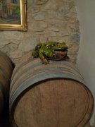 Cazevieille057.jpg