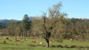 Vabres-Pie_Raou018.jpg
