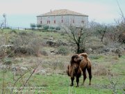BalazucA029A.jpg