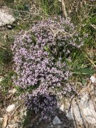 Peyre_Martine026.jpg