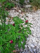 Peyre_Martine035A.jpg