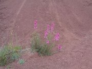 Canyon008.jpg