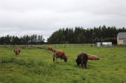 Samedi_Aubrac007.jpg