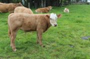 Samedi_Aubrac028.jpg