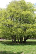 Dimanche-Aubrac049.jpg