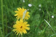 Dimanche-Aubrac056.jpg