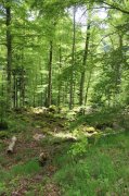 Dimanche-Aubrac057.jpg