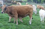 Aubrac-Lundi035.jpg