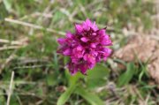 Aubrac-Lundi052.jpg