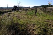 Sussargues003.jpg