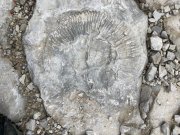 Domessargues021.jpg