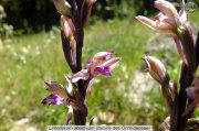 St_Sylvestre019.jpg