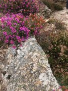 Colombieres039.jpg