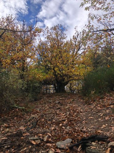 Cliquer pour voir l'image en taille réelle