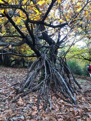 Cliquer pour voir l'image en taille réelle