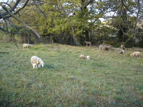 Cliquer pour voir l'image en taille réelle