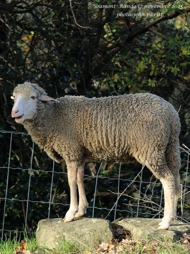 Cliquer pour voir l'image en taille réelle