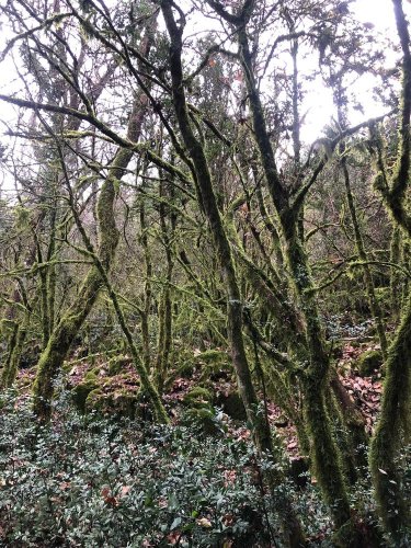 Cliquer pour voir l'image en taille réelle