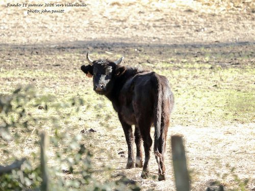 Cliquer pour voir l'image en taille réelle