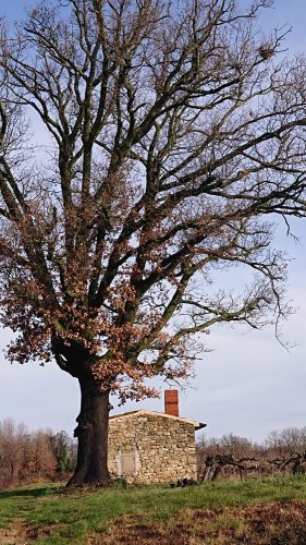 Cliquer pour voir l'image en taille réelle