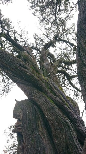 Cliquer pour voir l'image en taille réelle