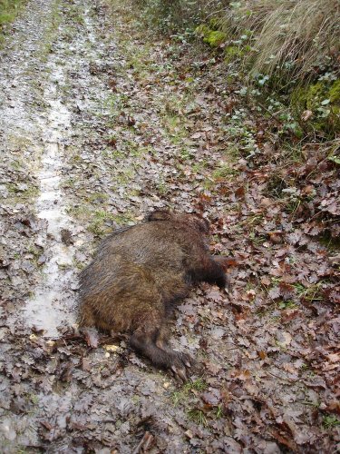 Cliquer pour voir l'image en taille réelle