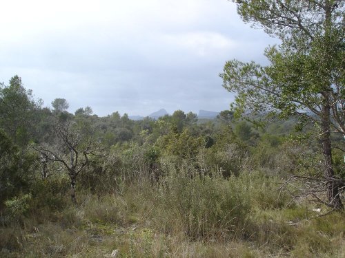 Cliquer pour voir l'image en taille réelle