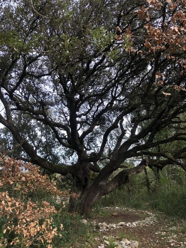 Cliquer pour voir l'image en taille réelle