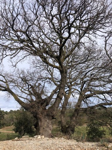 Cliquer pour voir l'image en taille réelle