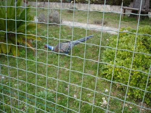 Cliquer pour voir l'image en taille réelle