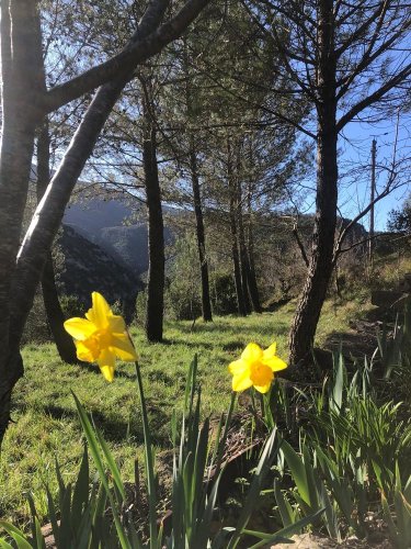 Cliquer pour voir l'image en taille réelle