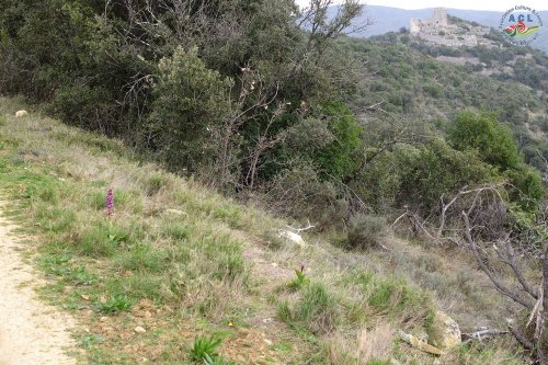 Cliquer pour voir l'image en taille réelle