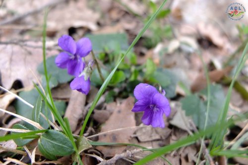 Cliquer pour voir l'image en taille réelle