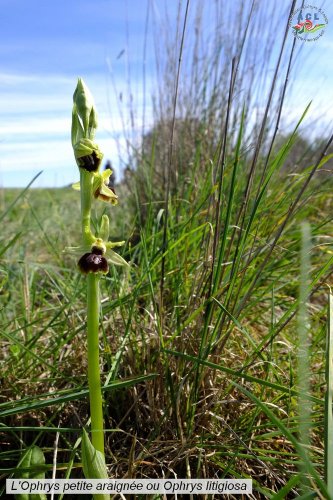 Cliquer pour voir l'image en taille réelle