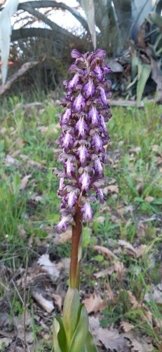 Cliquer pour voir l'image en taille réelle