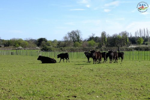 Cliquer pour voir l'image en taille réelle