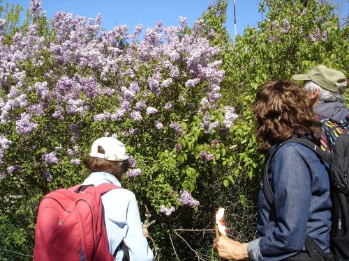 Cliquer pour voir l'image en taille réelle