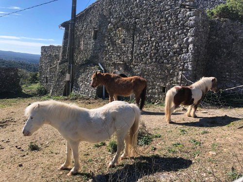 Cliquer pour voir l'image en taille réelle