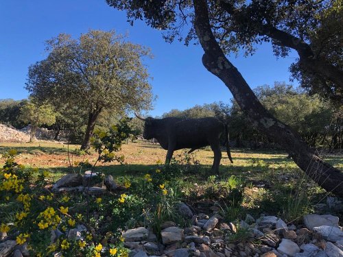 Cliquer pour voir l'image en taille réelle