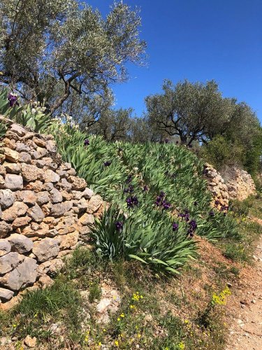 Cliquer pour voir l'image en taille réelle