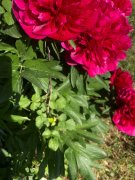 Aumessas001.jpg