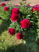 Aumessas002.jpg