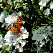 Aumessas049.jpg