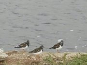 Palavas012.jpg