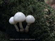 L_Esperou004.jpg